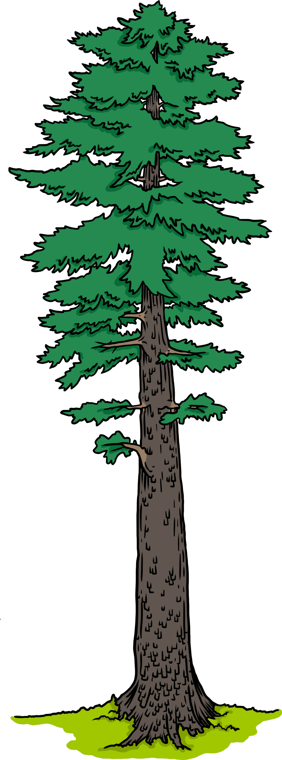 sipex tree